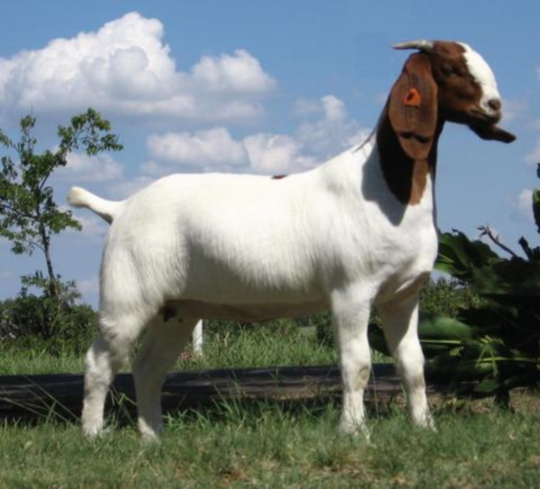 New Goat (Bakra) HD Wallpapers Pictures Images Photos Collection HD Walls
