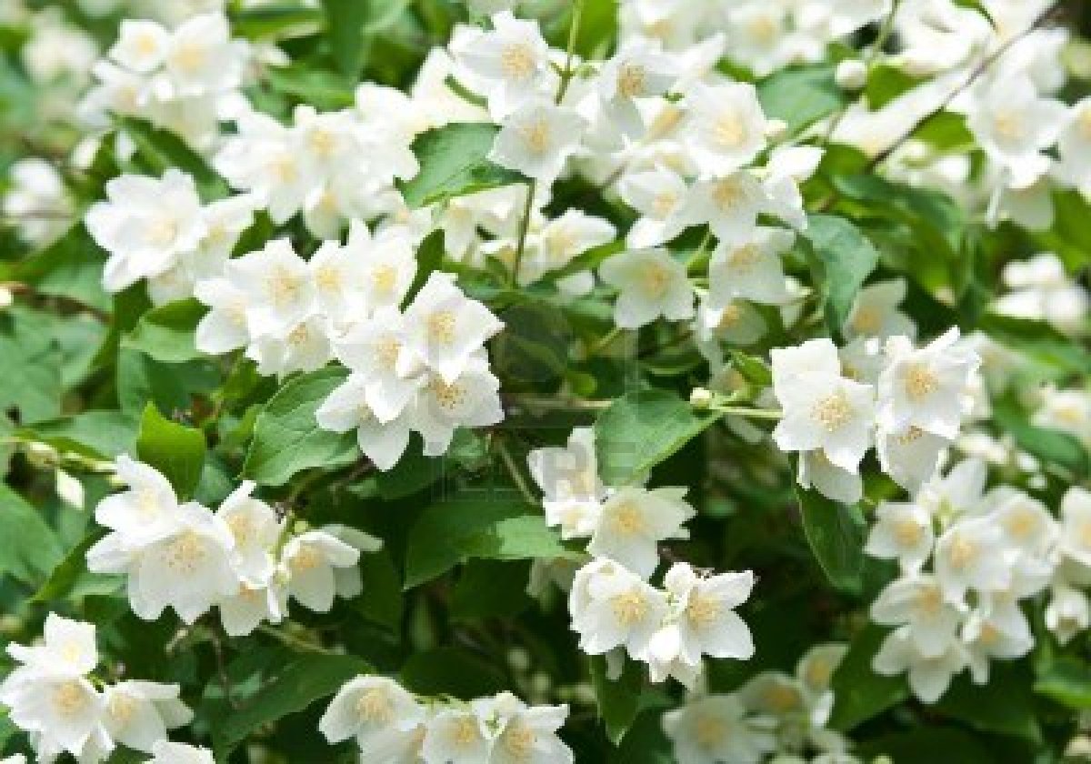jasmine-flower-photo-2015-new-hd-wallpapers-pictures-free-download
