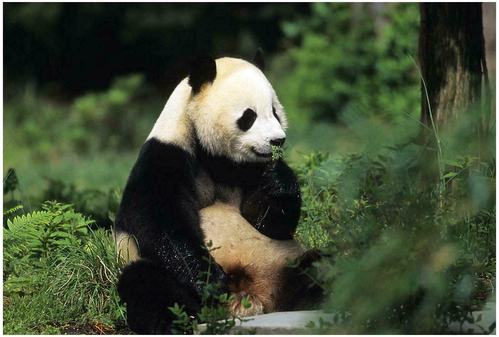 cute-giant-panda-bear-animal-pictures-photos-download-hd-walls