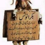 Bakra Eid-ul-Adha Mubarak Funny Picture Funny Pictures (1)