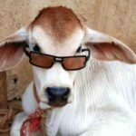 Bakra Eid-ul-Adha Mubarak Funny Picture Funny Pictures