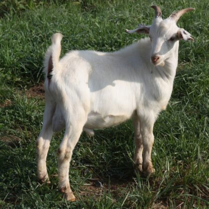 Goat (Bakra) HD Pictures Images Photos Wallpapers Download