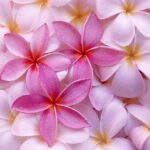 Fresh Flowers HD Wallpapers Download for Desktop (1)