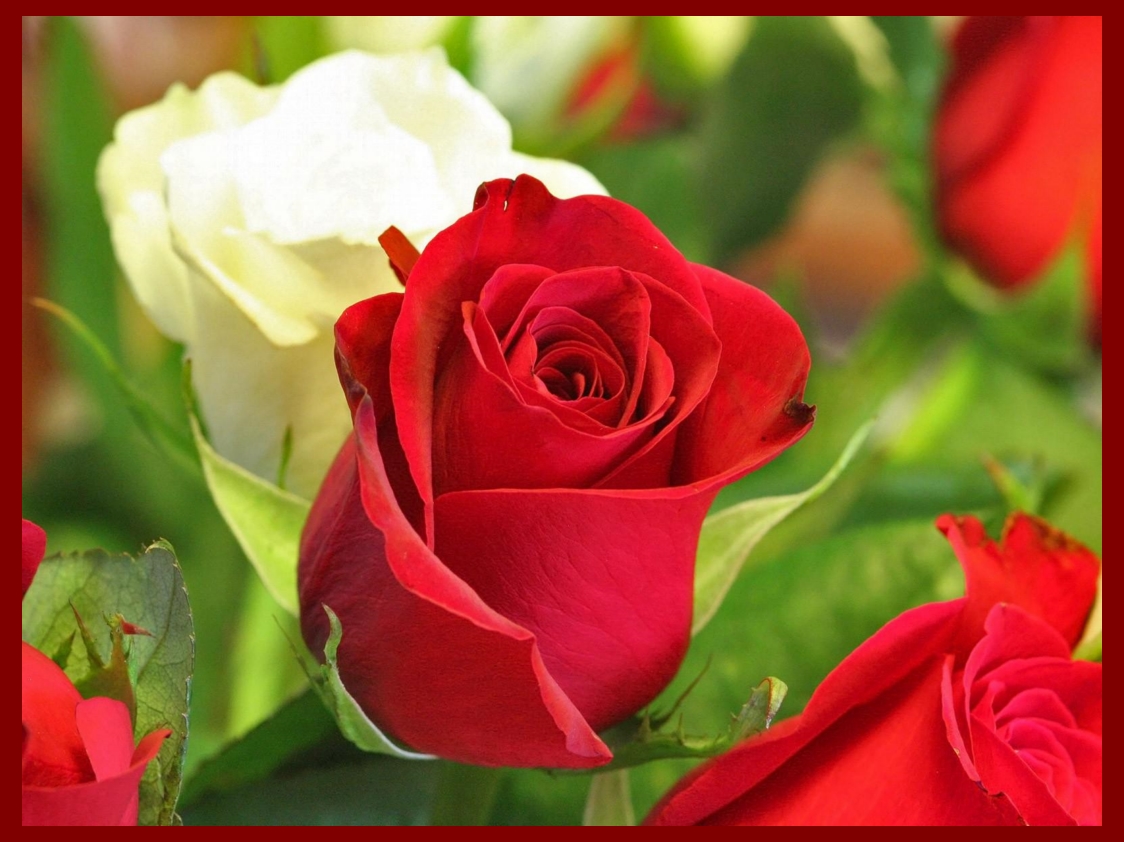 Download Happy Valentine's Day 2022 Red Rose Wallpaper Free