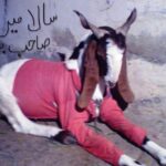 New Funny Bakra Eid Pictures 2015