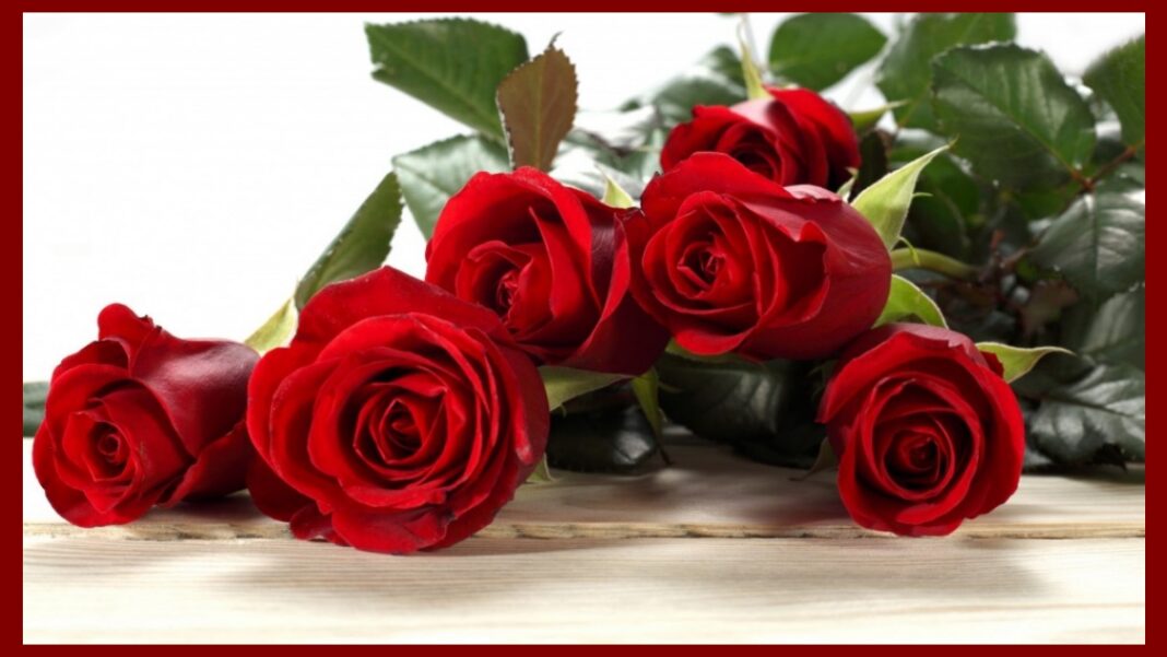 Download Happy Valentine's Day 2024 Red Rose Wallpaper Free