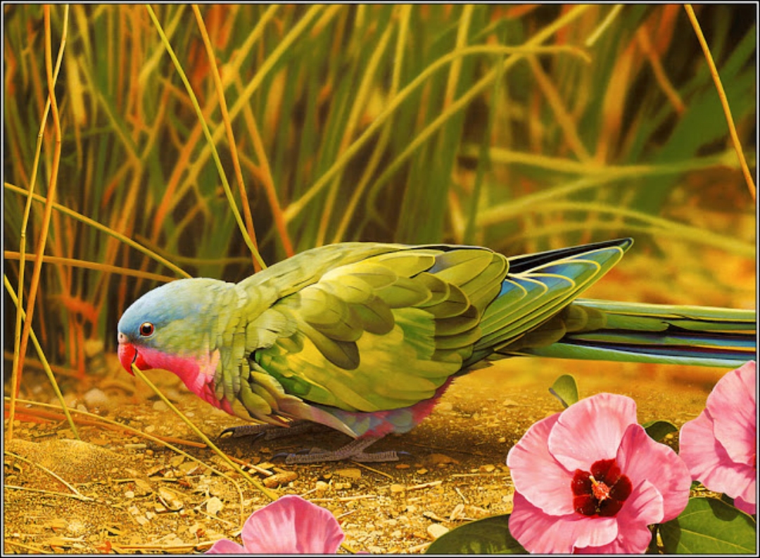Free download HD Birds Wallpapers [1680x1050] for your Desktop, Mobile &  Tablet | Explore 49+ HD Birds Wallpapers | Lovely Birds Wallpaper, Wallpaper  Birds, Love Birds Wallpaper